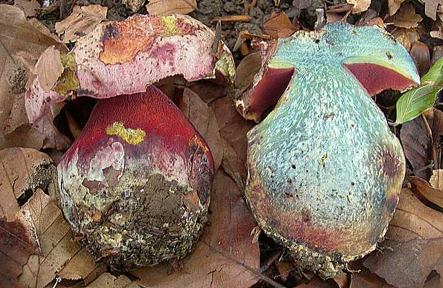 Funghi  e  Habitat